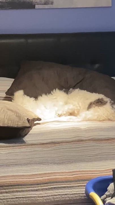 Enlarge Sammy, a Adopted Maltese in Elkhart, IN video 4/4