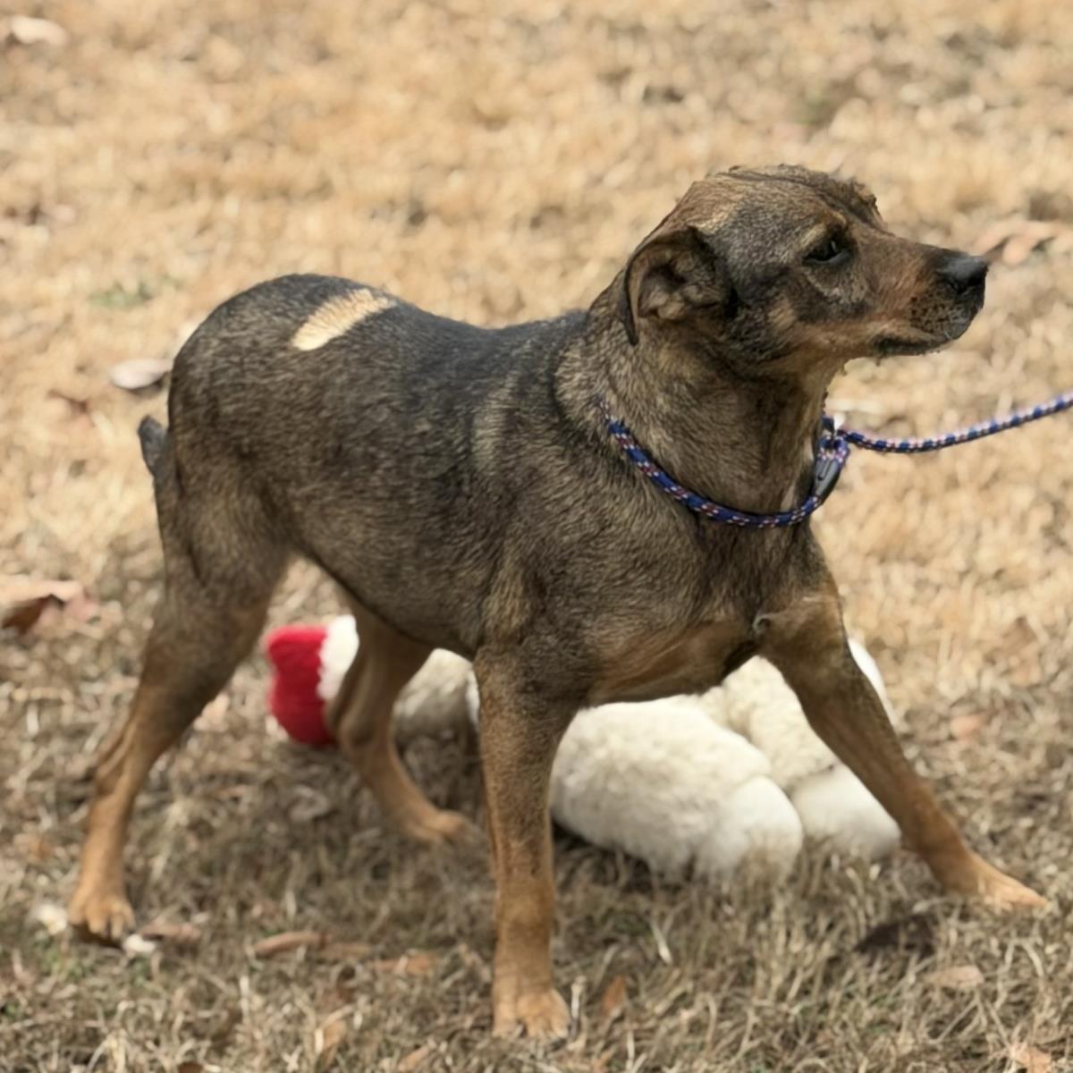 Lulu, Adoptable, Adult Female Feist & Terrier.