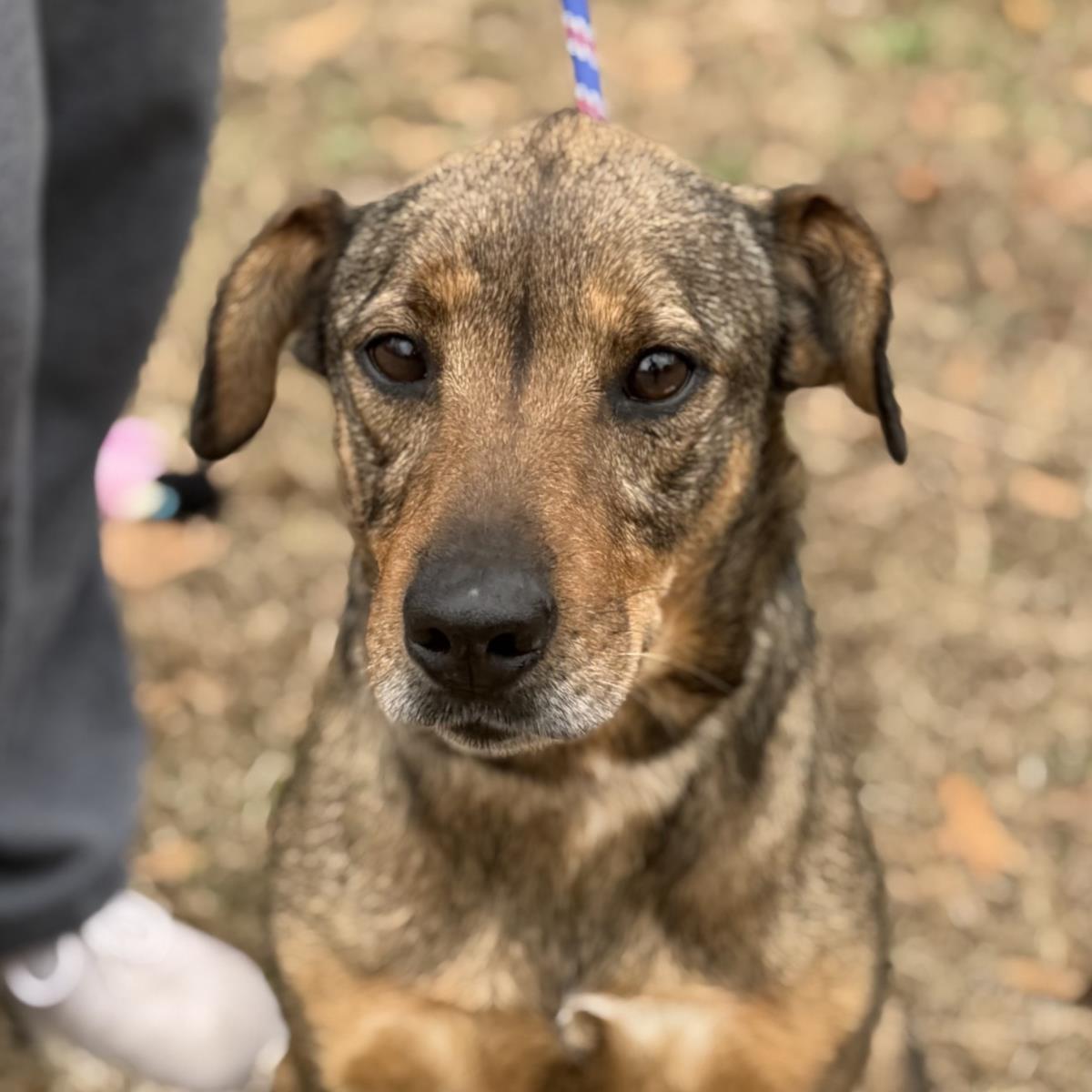Enlarge Lulu, a Adoptable mixed breed in Locust Fork, AL image 3/3
