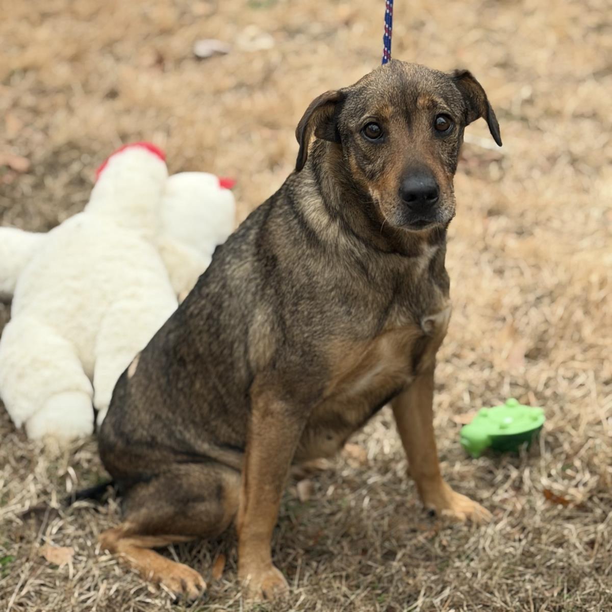 Enlarge Lulu, a Adoptable mixed breed in Locust Fork, AL image 3/3