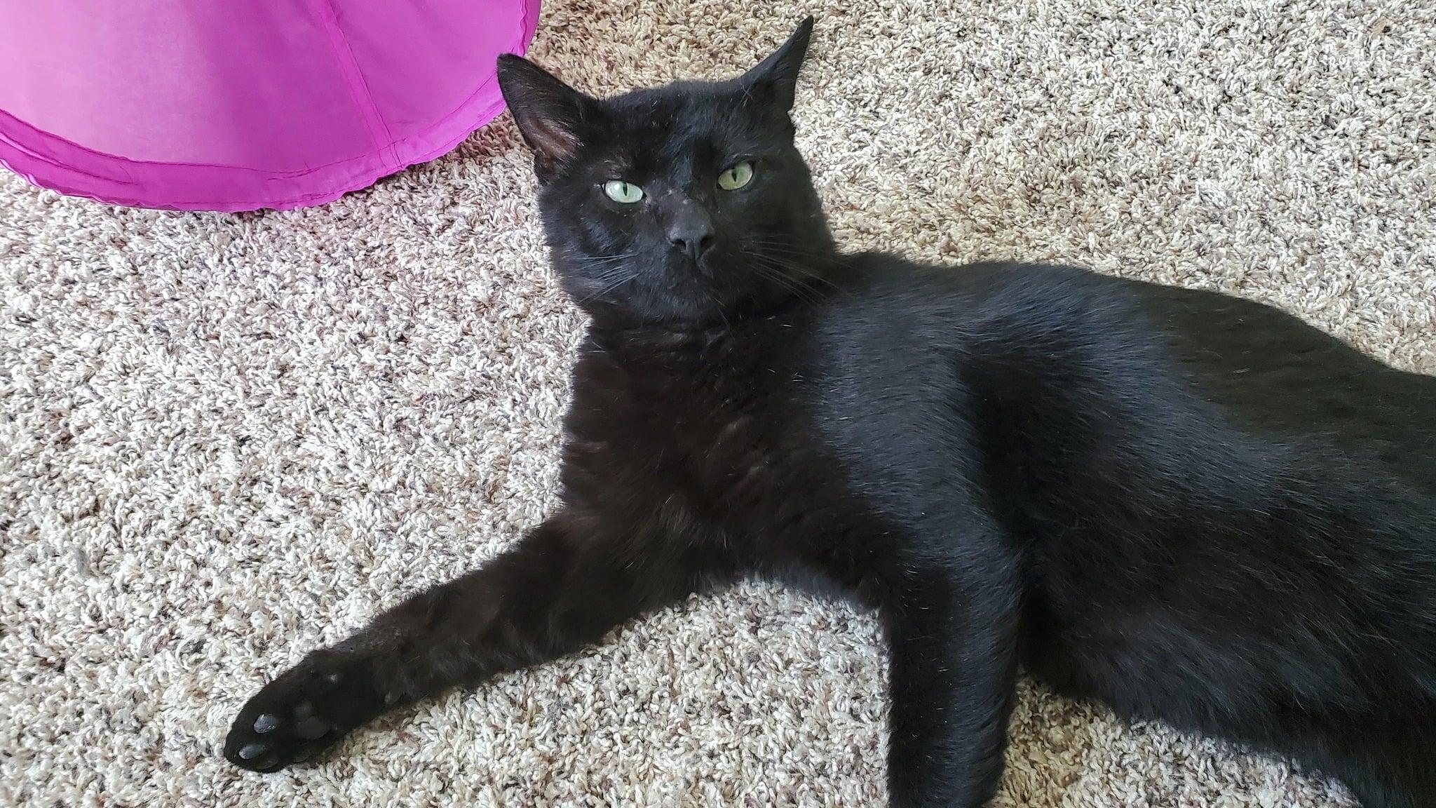 Goodest Boy, a Adopted Domestic Short Hair in Mount Pleasant, PA image 1/3