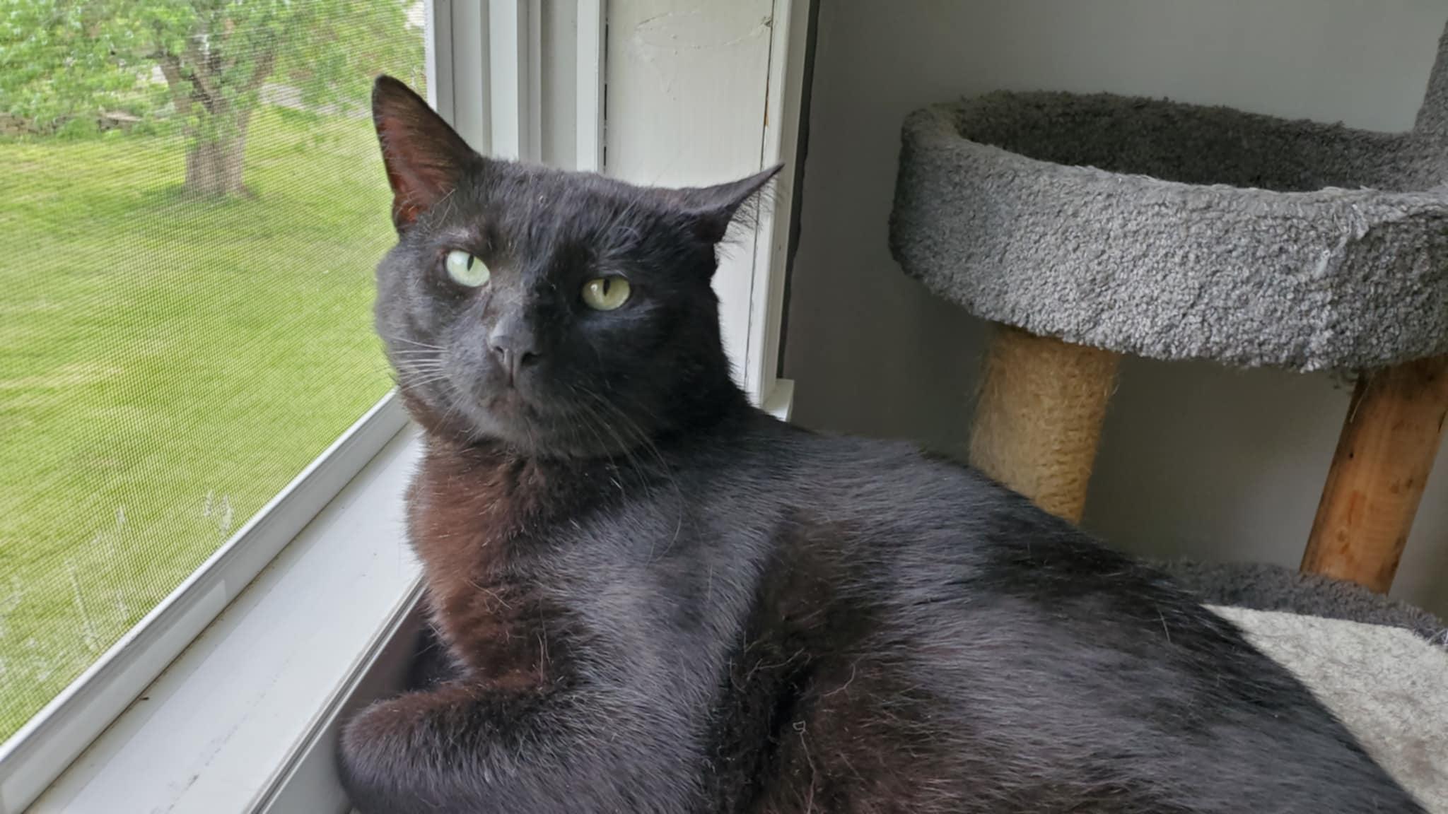 Goodest Boy, a Adopted Domestic Short Hair in Mount Pleasant, PA image 2/3