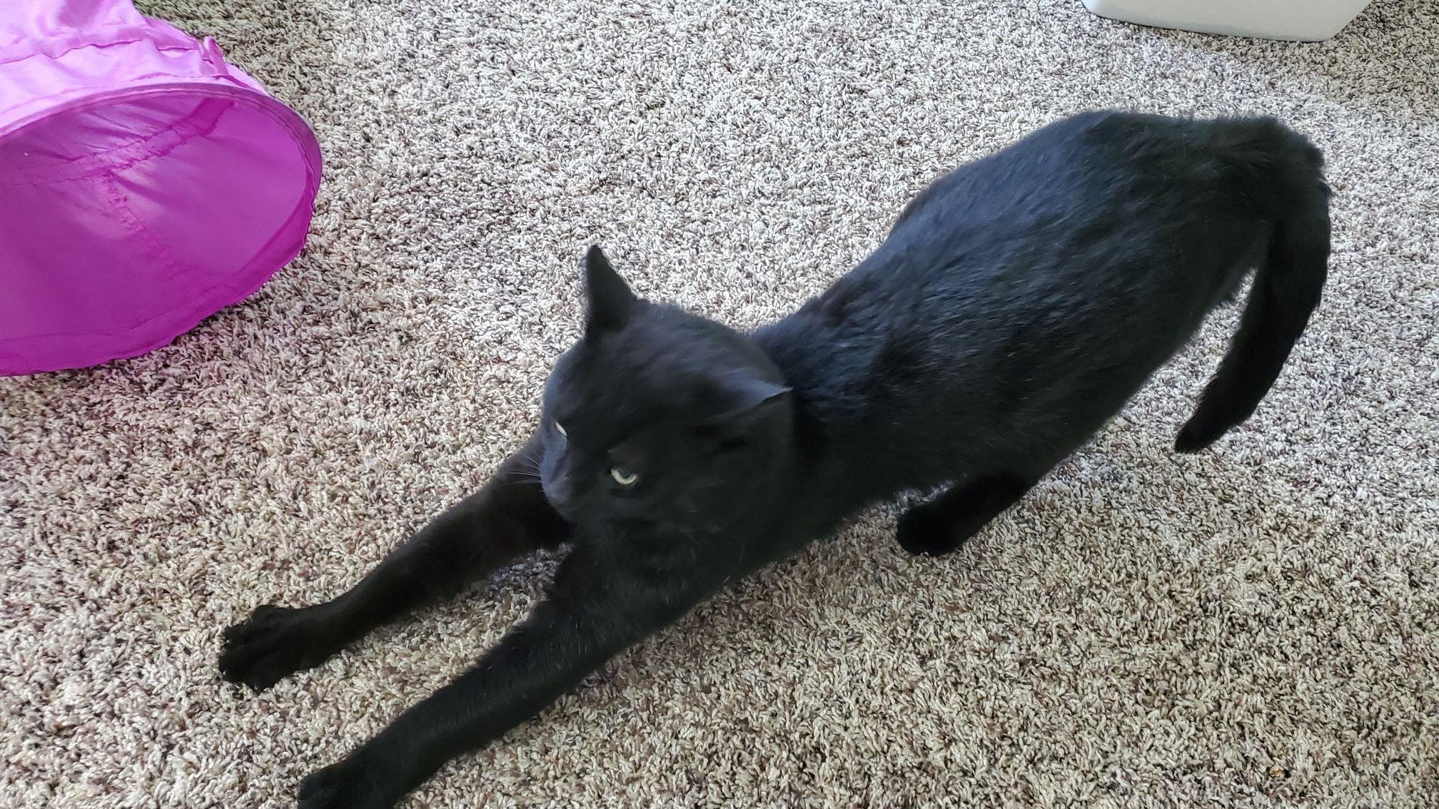 Goodest Boy, a Adopted Domestic Short Hair in Mount Pleasant, PA image 3/3