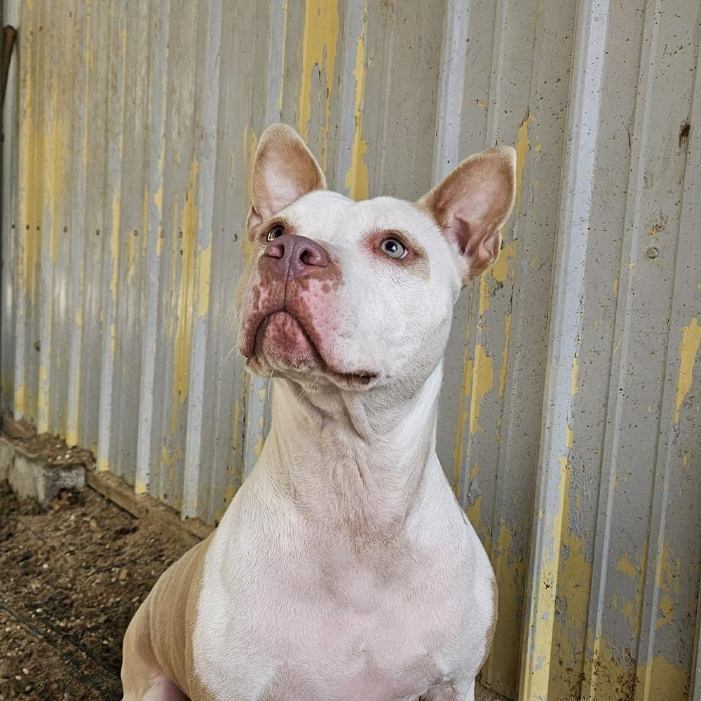 Enlarge Maggie, a Adoptable American Staffordshire Terrier in Muskegon, MI image 1/2