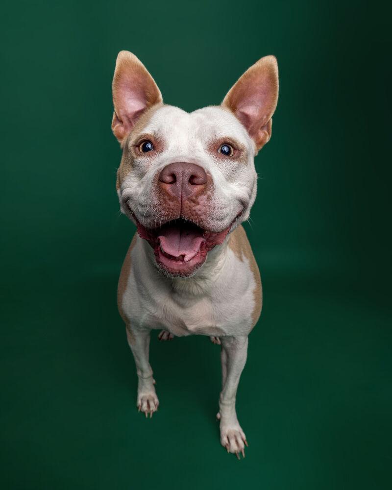 Enlarge Maggie***Sponsored Adoption Fee!, a Adoptable American Staffordshire Terrier in Muskegon, MI image 2/6