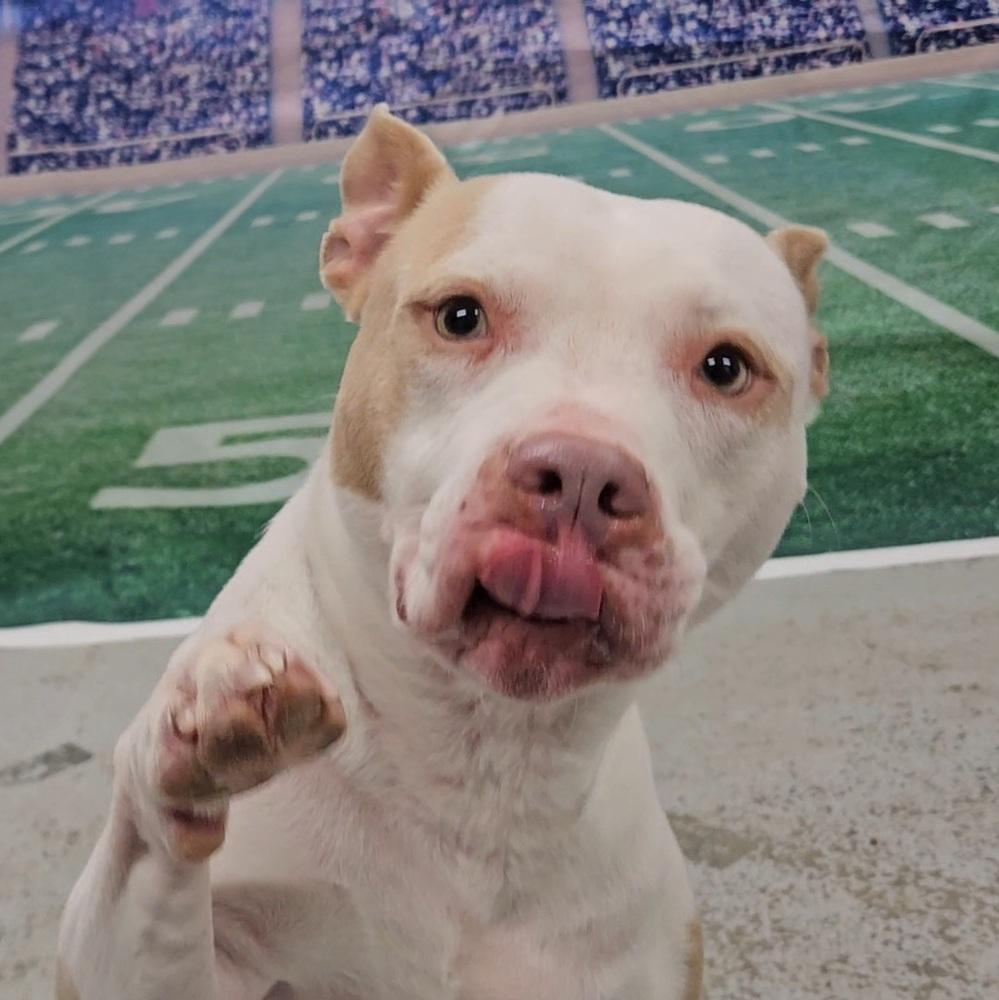 Enlarge Maggie, a Adoptable American Staffordshire Terrier in Muskegon, MI image 2/3