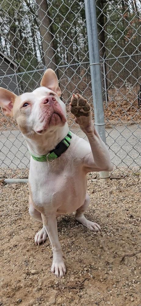 Maggie, a Adoptable American Staffordshire Terrier in Muskegon, MI image 3/4