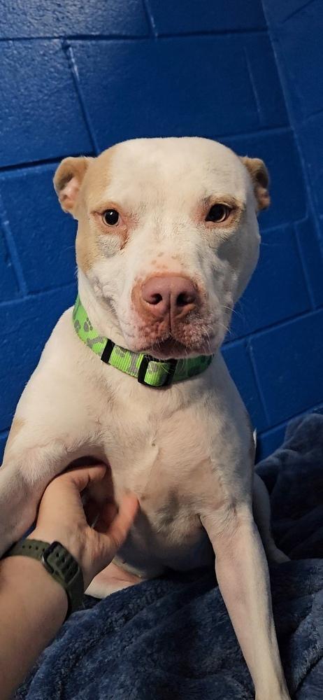 Enlarge Maggie, a Adoptable American Staffordshire Terrier in Muskegon, MI image 4/5