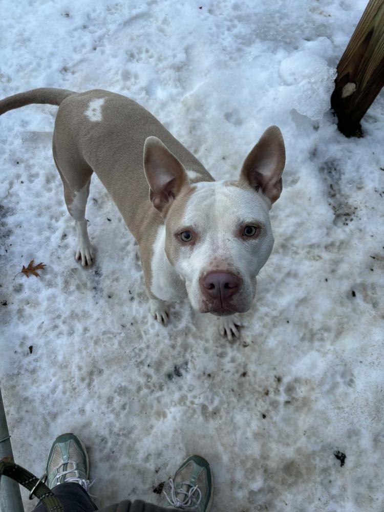Enlarge Maggie, a Adoptable American Staffordshire Terrier in Muskegon, MI image 2/2
