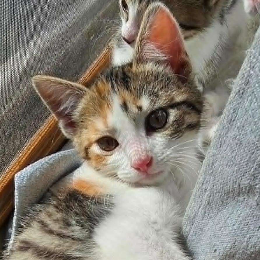Ginny, ADOPTABLE, Kitten Female Domestic Short Hair.