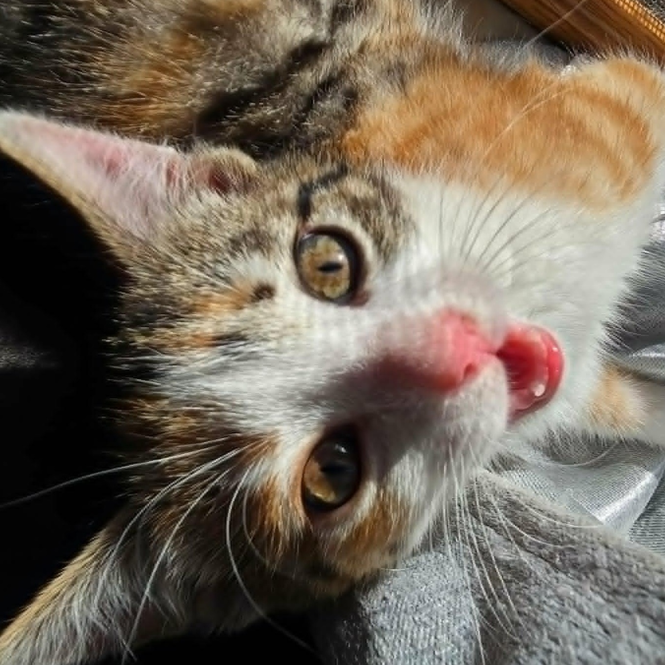 Ginny, a ADOPTABLE Domestic Short Hair in Watertown, WI image 2/3
