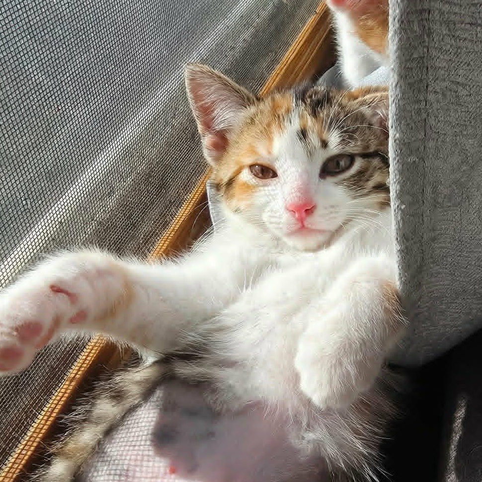 Ginny, a ADOPTABLE Domestic Short Hair in Watertown, WI image 3/3