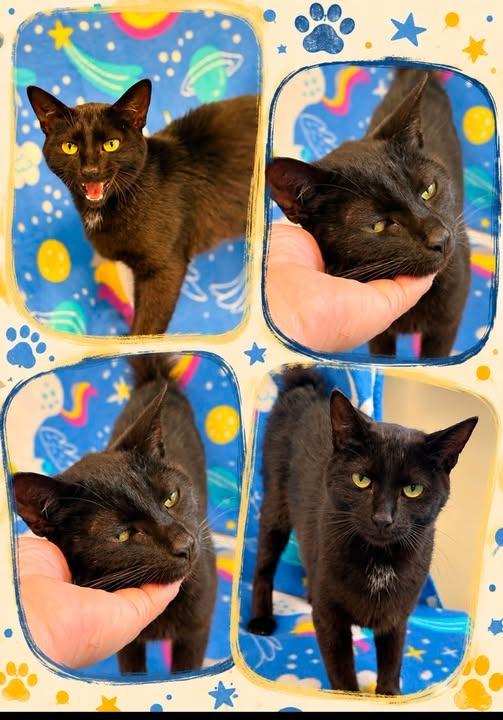 Nani, Adoptable, Young Female Domestic Short Hair.