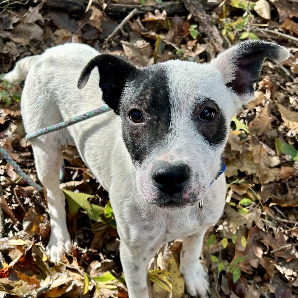 Enlarge Jack, a Adoptable Terrier in Pineville, MO image 1/2