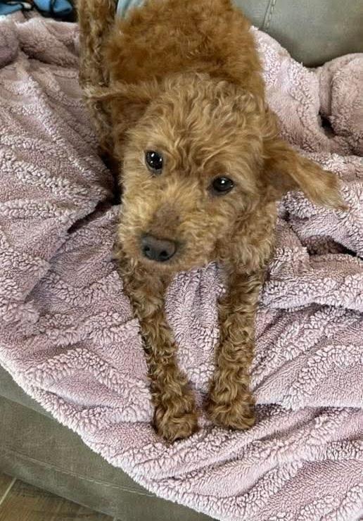 Tiger, Adoptable, Adult Male Poodle.