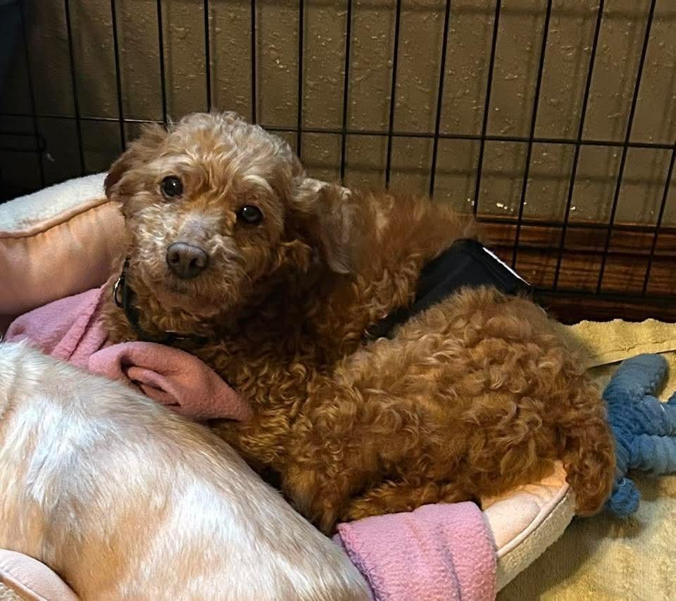 Tiger — thumbnail 2