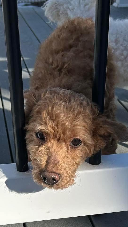 Tiger, a Adoptable Poodle in Wausau, WI image 3/5