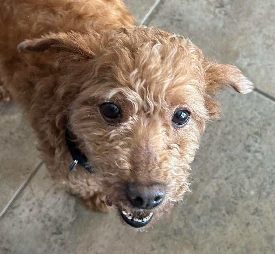 Tiger, a Adoptable Poodle in Wausau, WI image 4/5