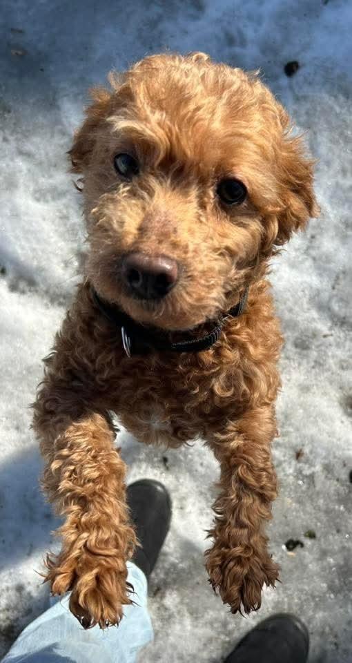 Tiger, a Adoptable Poodle in Wausau, WI image 5/5