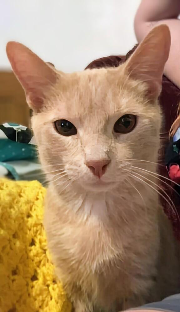 Ginger, Adoptable, Young Male Domestic Short Hair.