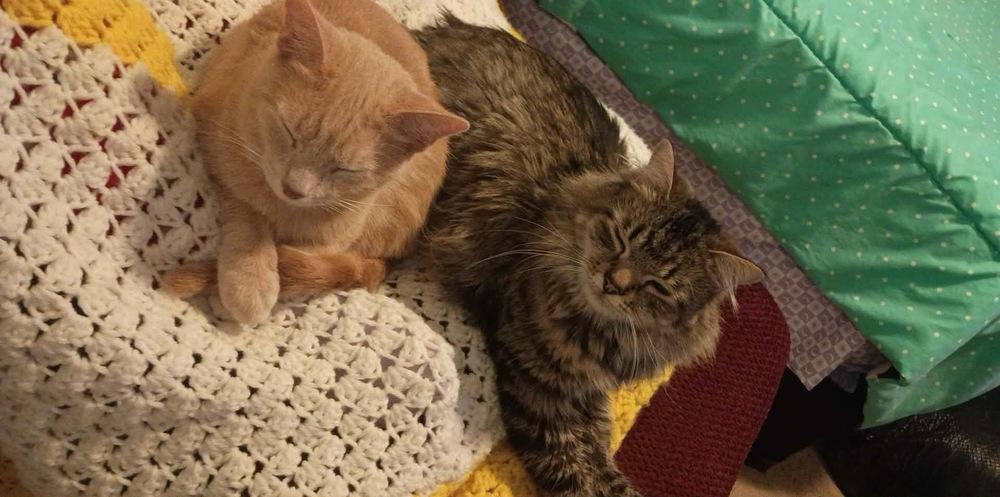 Enlarge Ginger, a Adoptable Domestic Short Hair in Springdale, PA image 2/6