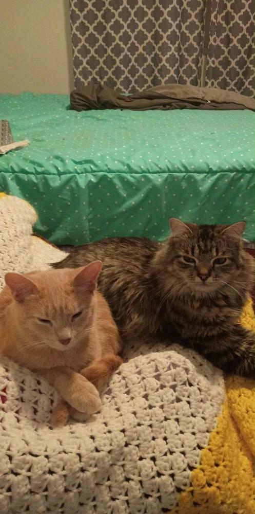 Enlarge Ginger, a Adoptable Domestic Short Hair in Springdale, PA image 4/6