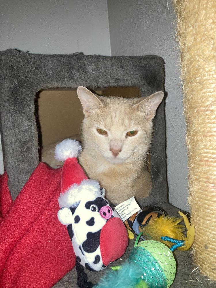 Enlarge Ginger, a Adoptable Domestic Short Hair in Springdale, PA image 5/6