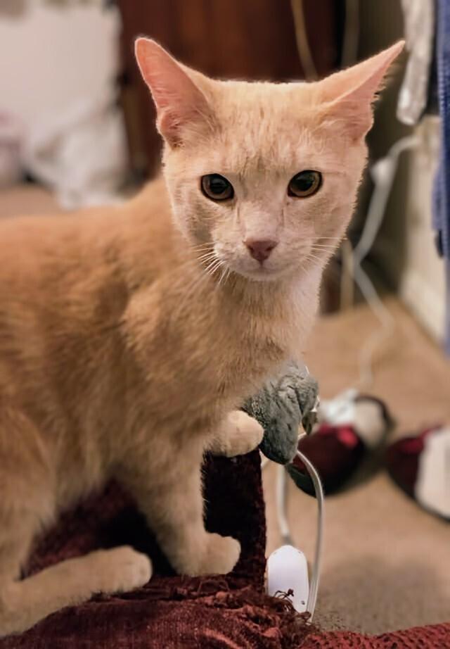 Enlarge Ginger, a Adoptable Domestic Short Hair in Springdale, PA image 6/6