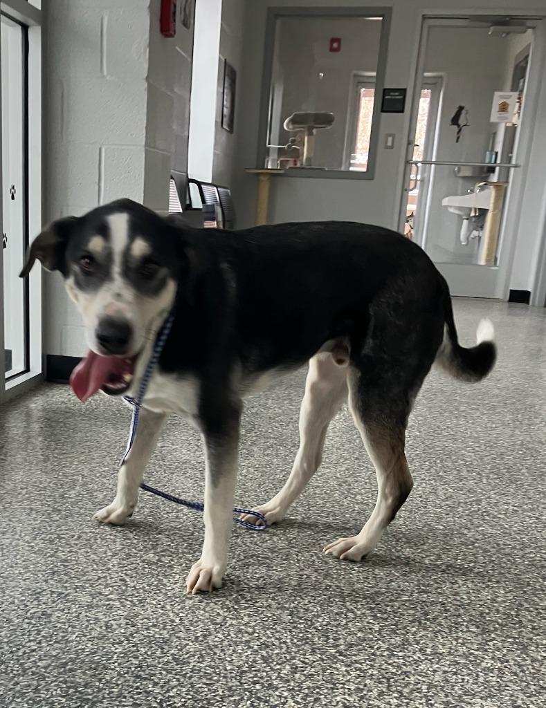 Duke, Adoptable, Adult Male Hound & Mixed Breed.