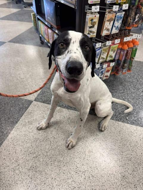 Everest, Adoptable, Adult Male Great Dane & Pointer.