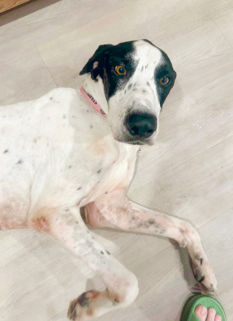 Everest, an adoptable Great Dane, Pointer in Coralville, IA, 52241 | Photo Image 2