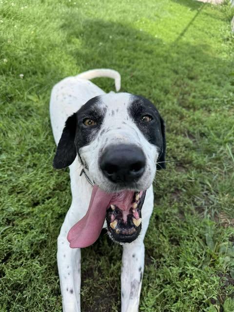 Enlarge Everest, a Adoptable mixed breed in Coralville, IA image 1/6
