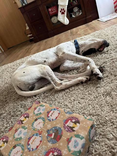 Enlarge Everest, a Adoptable mixed breed in Bullard, TX image 4/6