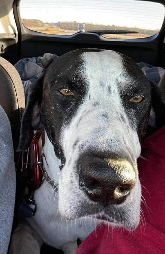 Everest, an adoptable Great Dane, Pointer in Coralville, IA, 52241 | Photo Image 3