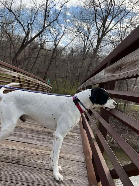 Enlarge Everest, a Adoptable mixed breed in Coralville, IA image 6/6
