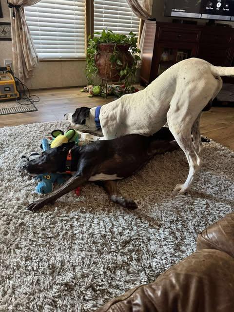 Enlarge Everest, a Adoptable mixed breed in Bullard, TX image 5/6