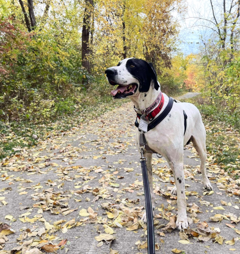 Everest, an adoptable Great Dane, Pointer in Coralville, IA, 52241 | Photo Image 1