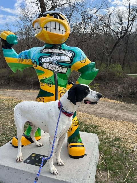Everest, an adoptable Great Dane, Pointer in Coralville, IA, 52241 | Photo Image 5