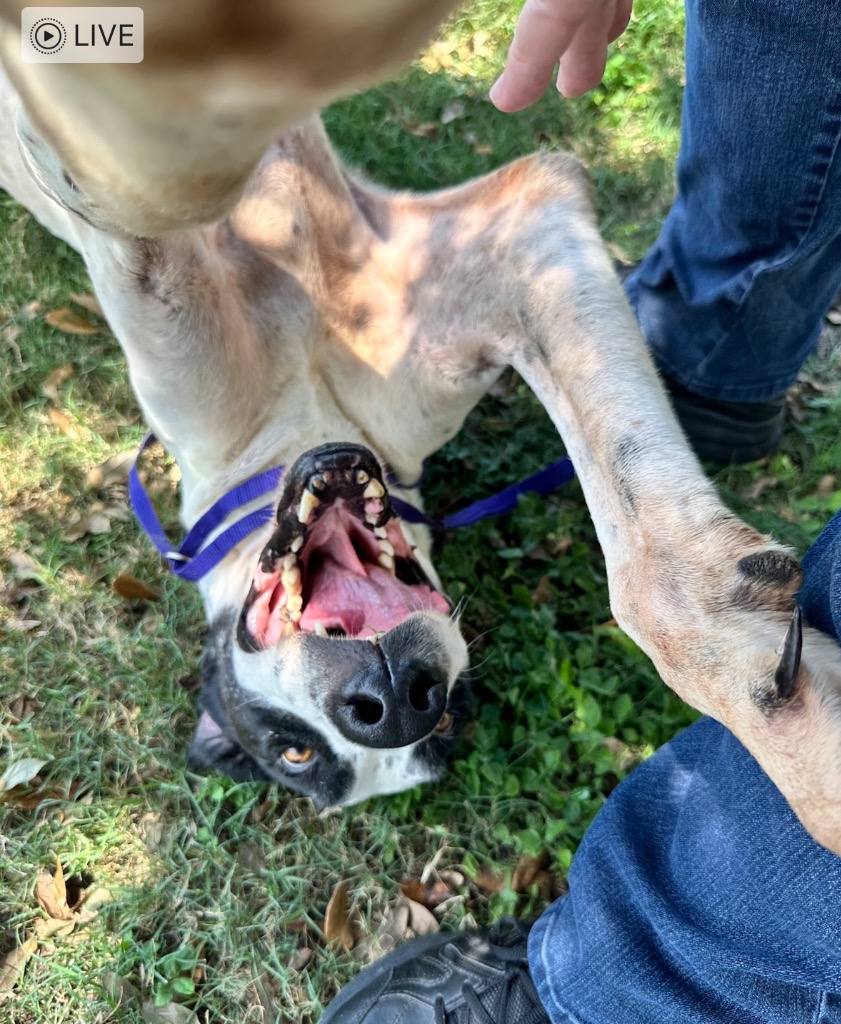 Everest, an adoptable Great Dane, Pointer in Coralville, IA, 52241 | Photo Image 4