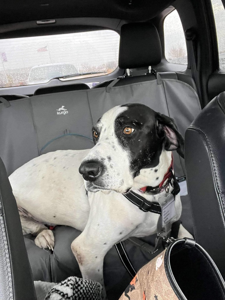 Everest, an adoptable Great Dane, Pointer in Coralville, IA, 52241 | Photo Image 5