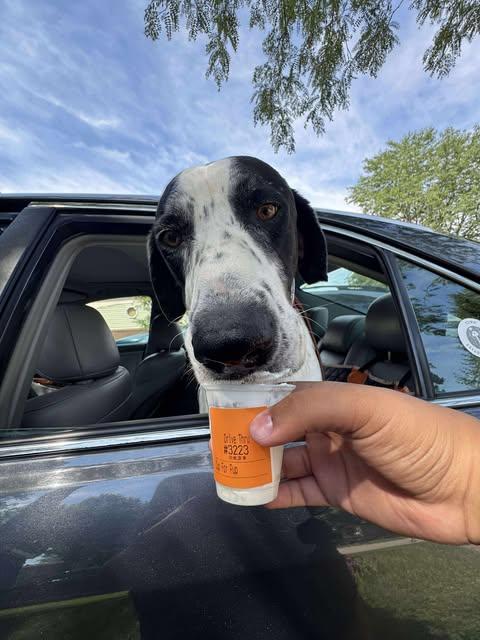 Everest, an adoptable Great Dane, Pointer in Coralville, IA, 52241 | Photo Image 3