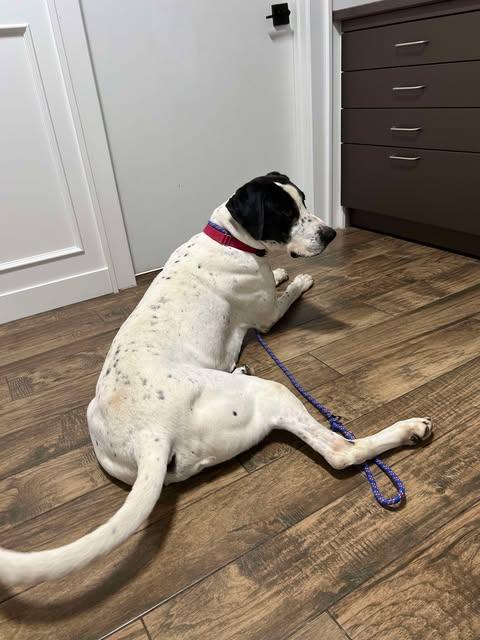 Everest, an adoptable Great Dane, Pointer in Coralville, IA, 52241 | Photo Image 4