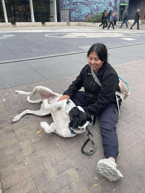 Enlarge Everest, a Adoptable mixed breed in Bullard, TX image 6/6