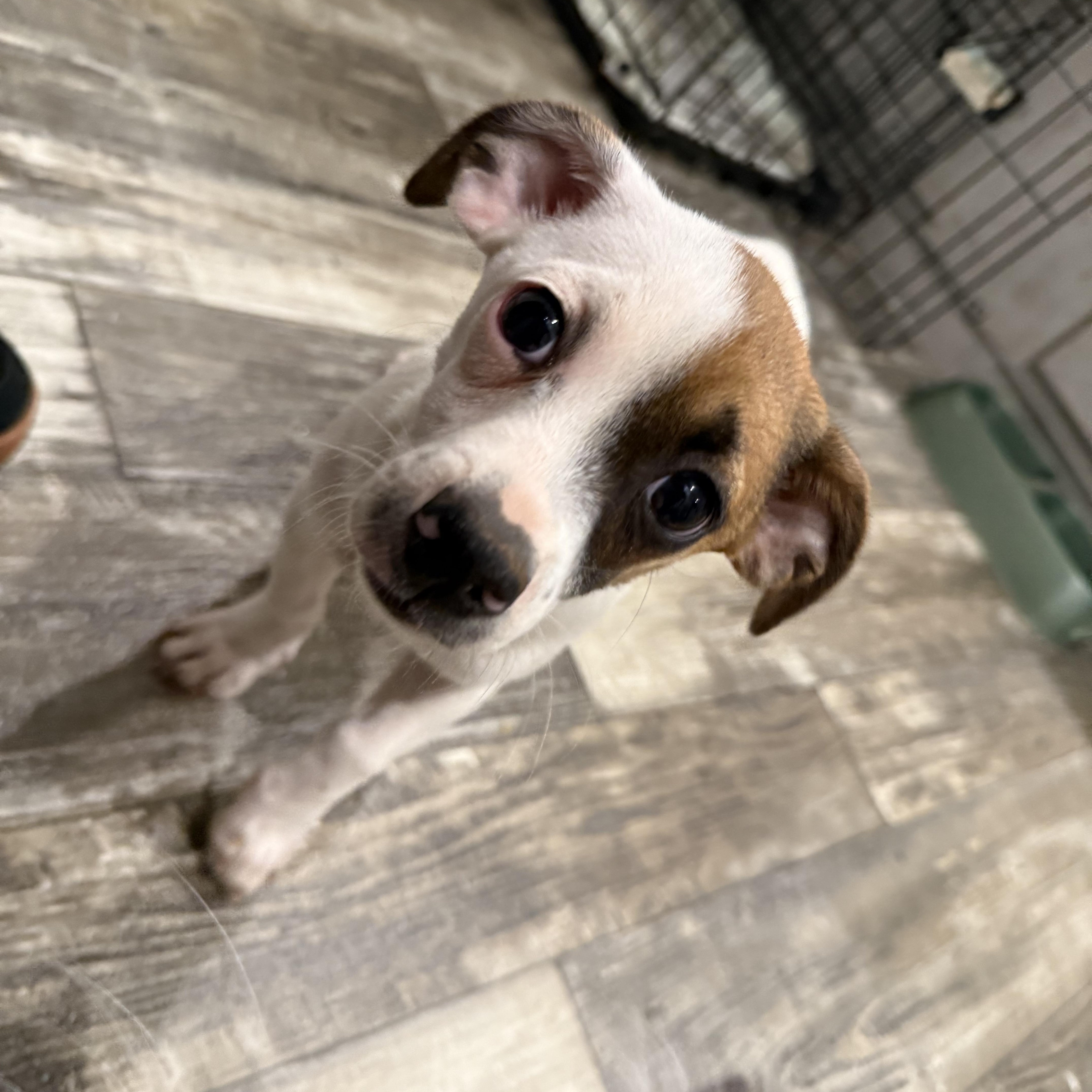 Banana Pepper — thumbnail 2