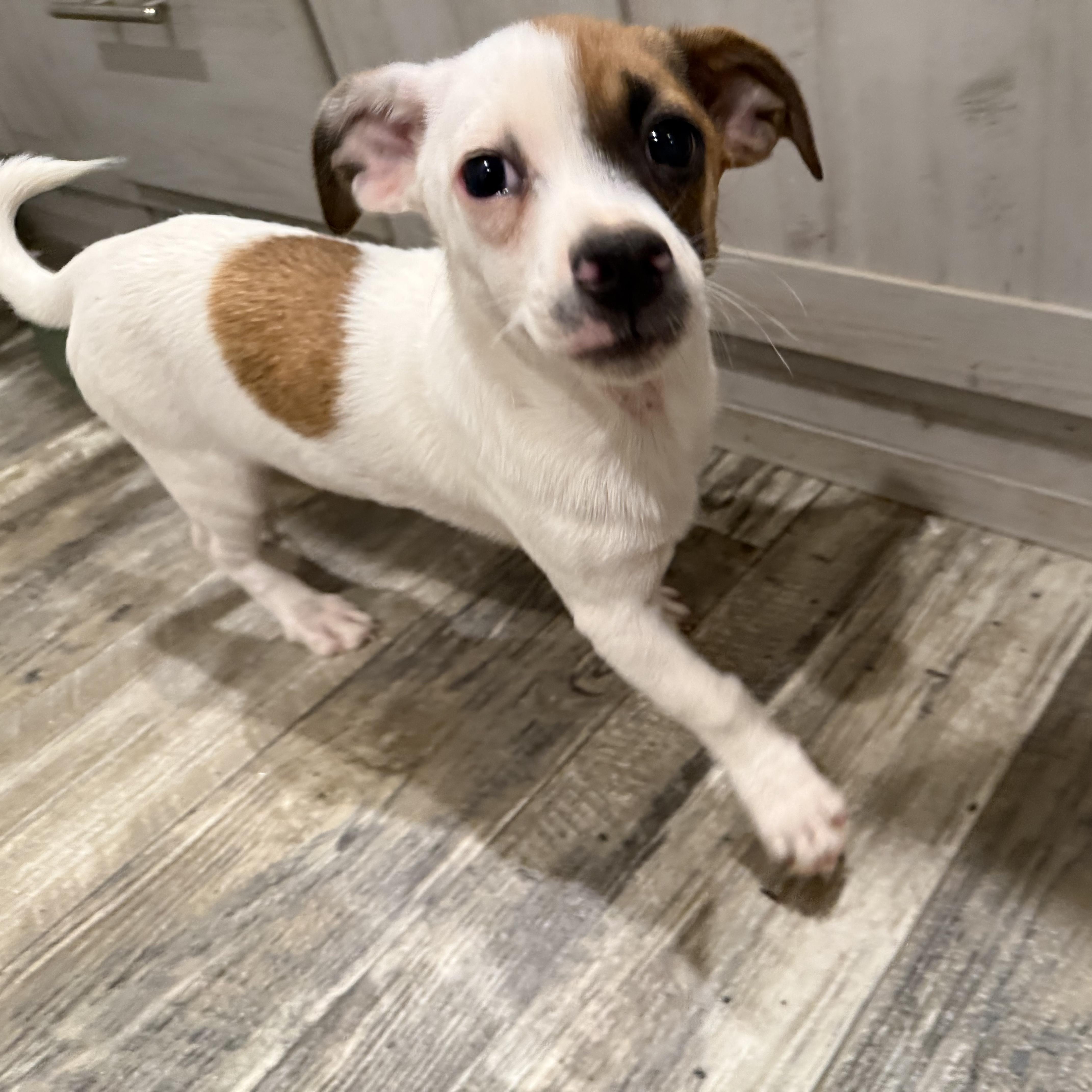 Banana Pepper — thumbnail 3