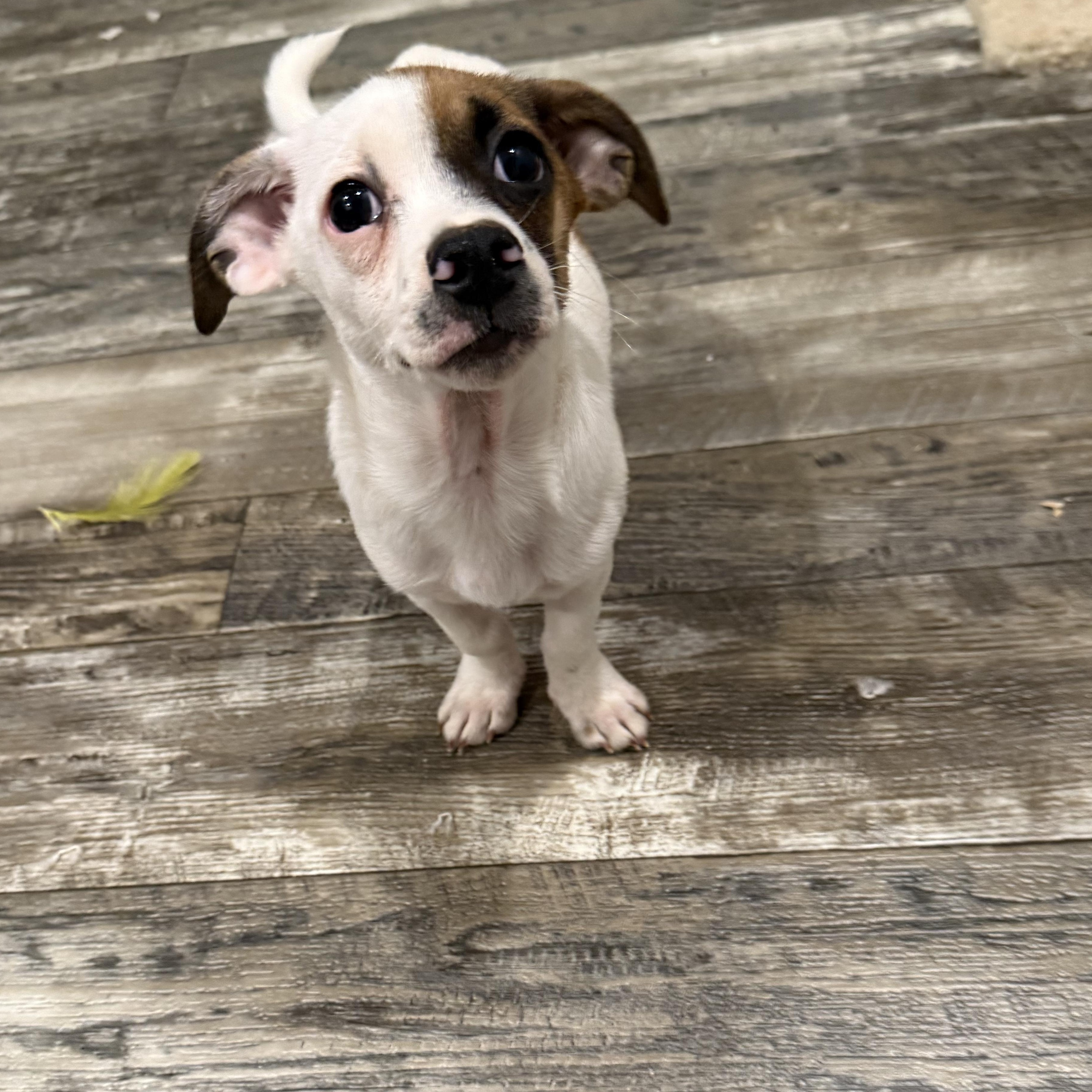 Banana Pepper — thumbnail 4