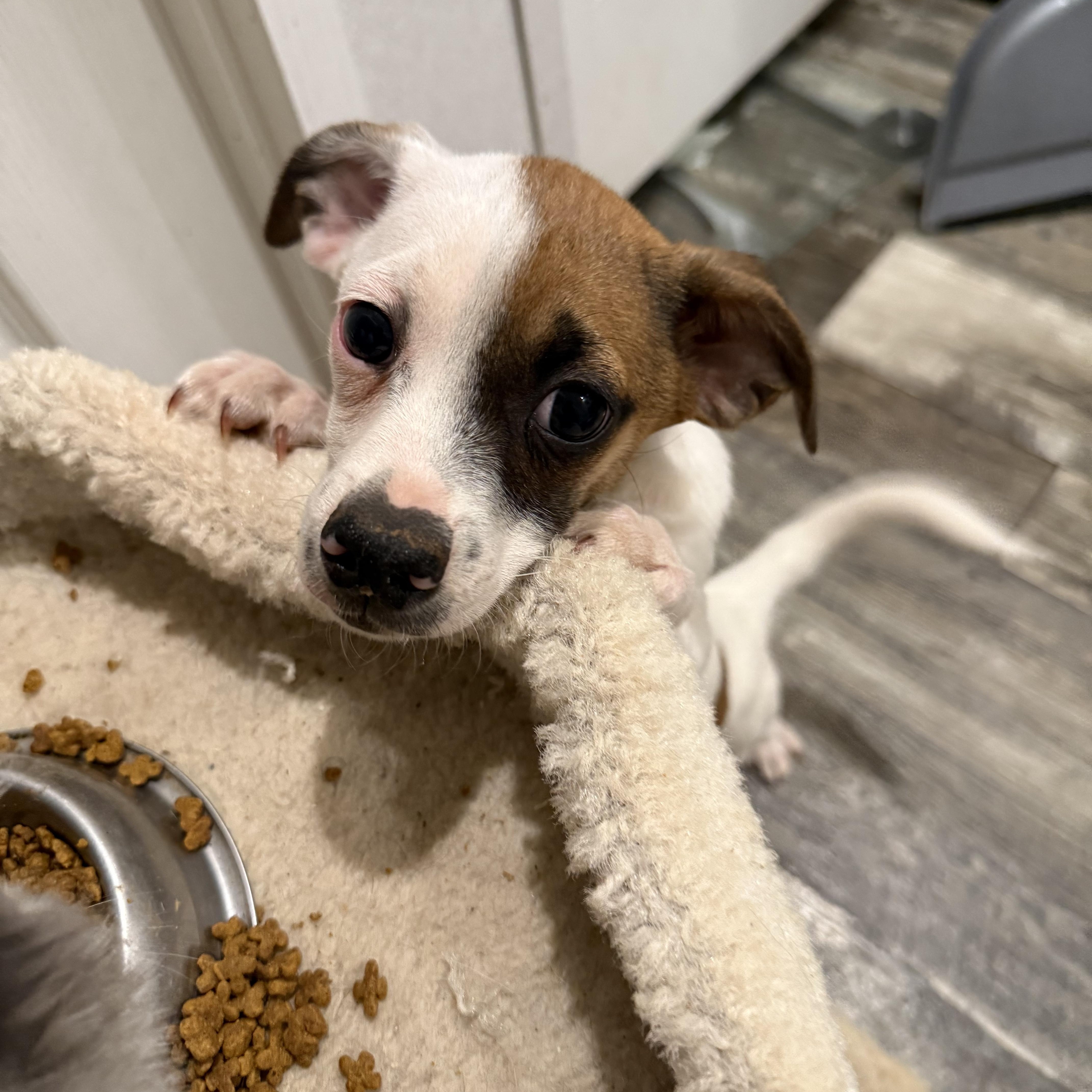 Banana Pepper — thumbnail 5