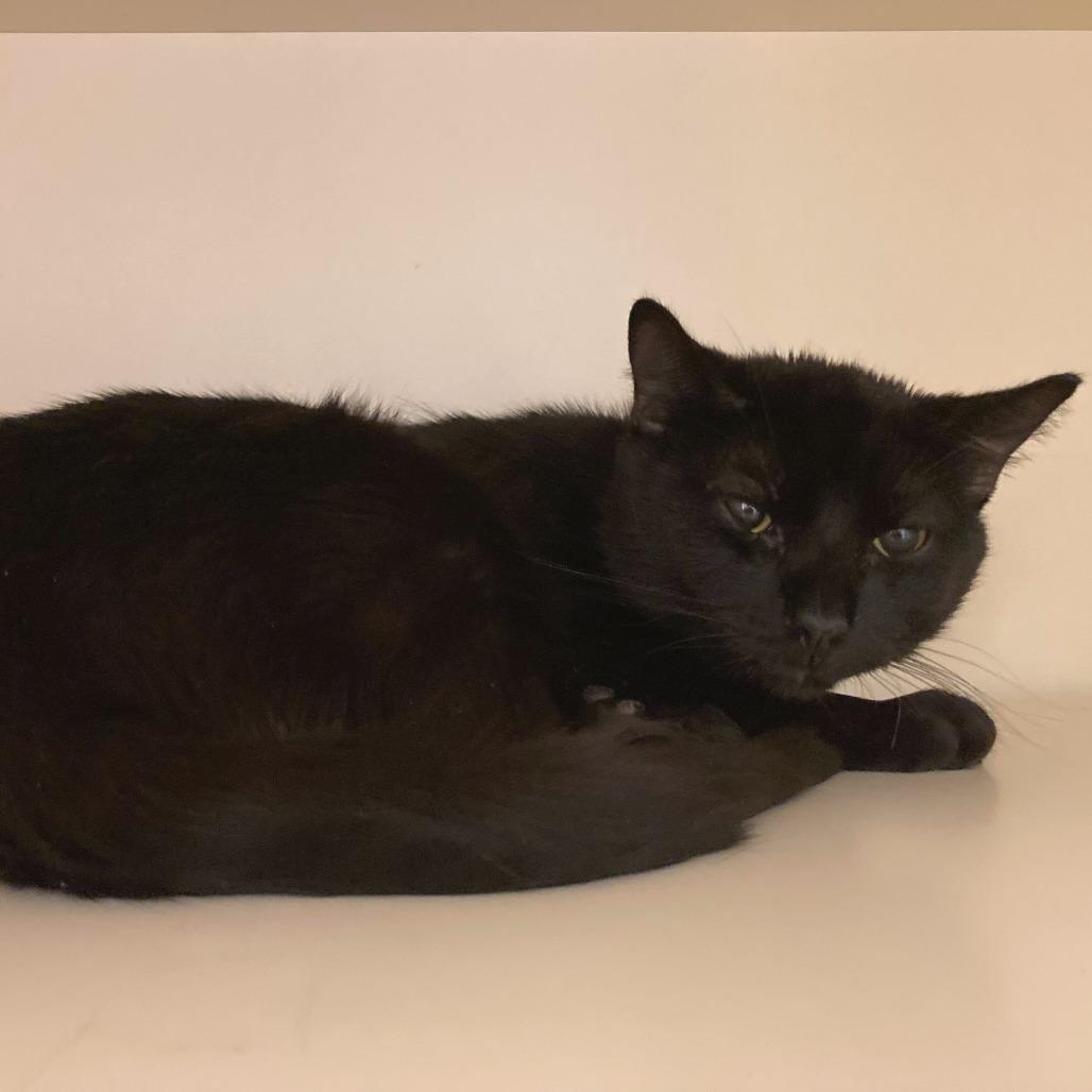 Sea Urchin, Adoptable, Adult Male Domestic Short Hair.
