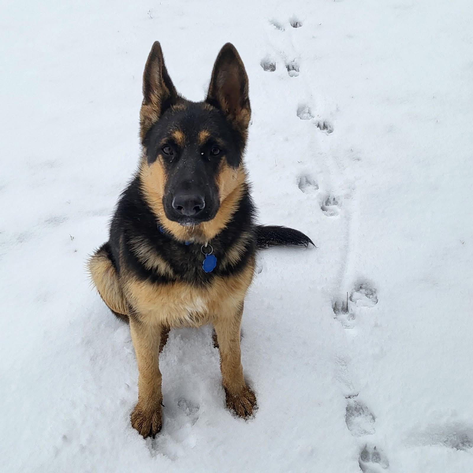 Zena, Adopted, Young Female German Shepherd Dog.