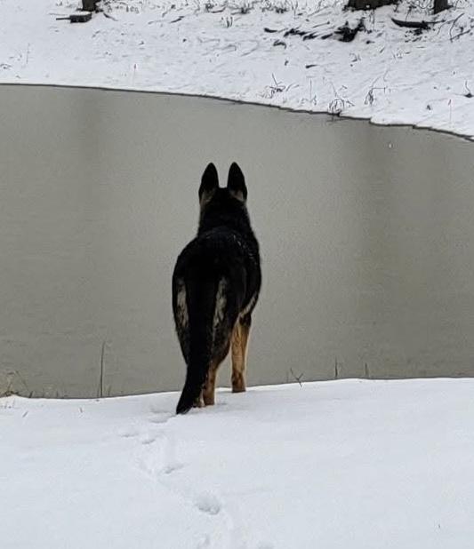 Zena, a Adopted German Shepherd Dog in Flower Mound, TX image 2/4